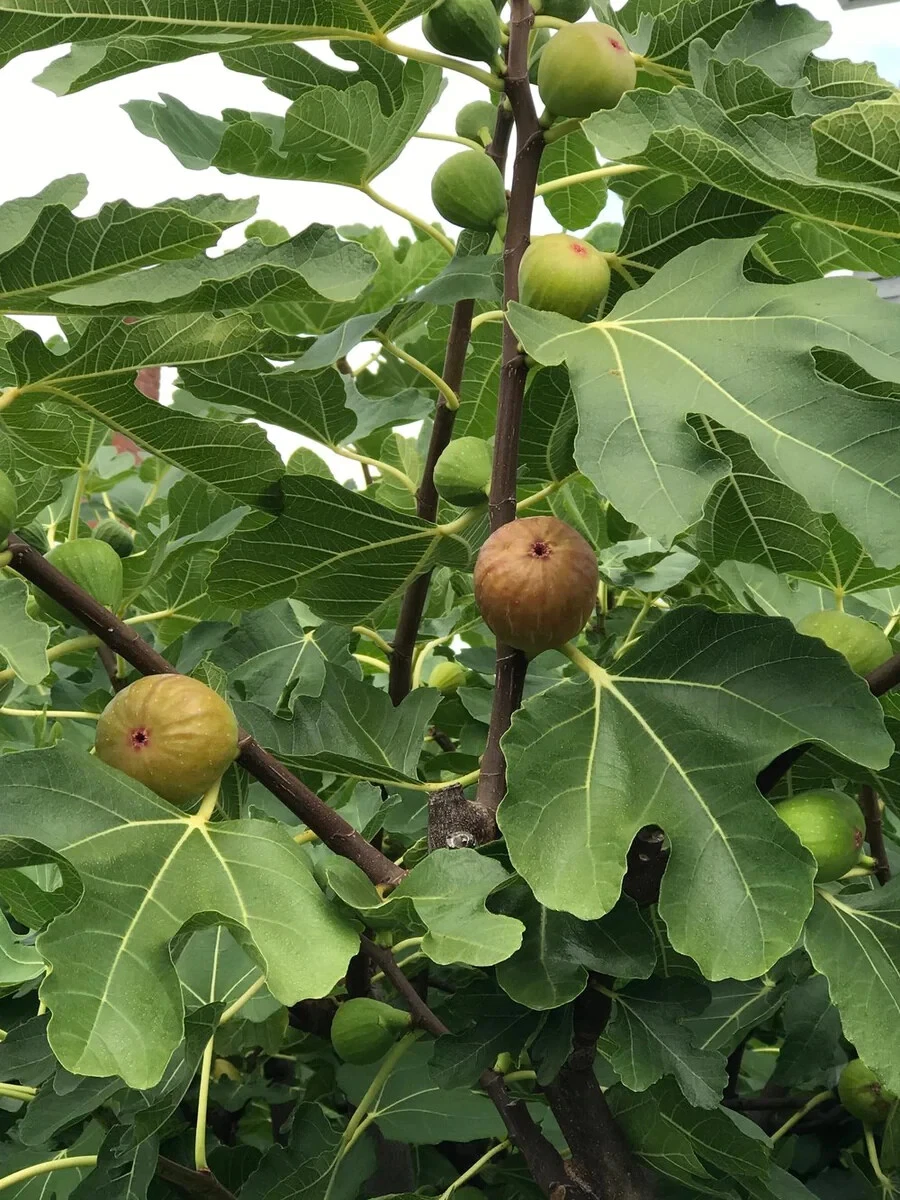 Celeste Fig Cuttings – 2 Fresh Unrooted Ficus carica ‘Celeste’ Cuttings for Rooting & Home Orchard Propagation