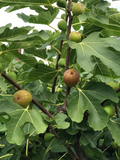 Celeste Fig Cuttings – 2 Fresh Unrooted Ficus carica ‘Celeste’ Cuttings for Rooting & Home Orchard Propagation