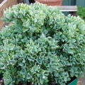 Ripple Wavy Jade Plant Live Succulent – Crassula arborescens undulatifolia 4+ Inch Branched Starter