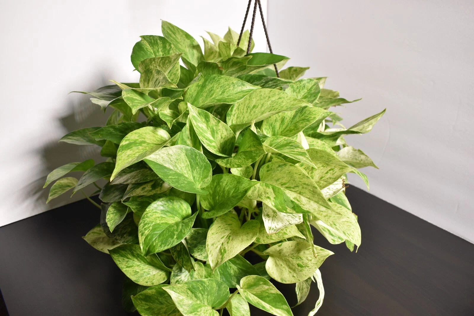 Marble Queen Pothos – Fully Rooted 3-Node Cutting in Soil, Live Epipremnum Aureum Starter Plant, Variegated Indoor Vine
