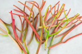 Fire Sticks Cuttings – 15 Pack Euphorbia tirucalli Stems, Colorful Pencil Cactus Succulent for Planting & Propagation