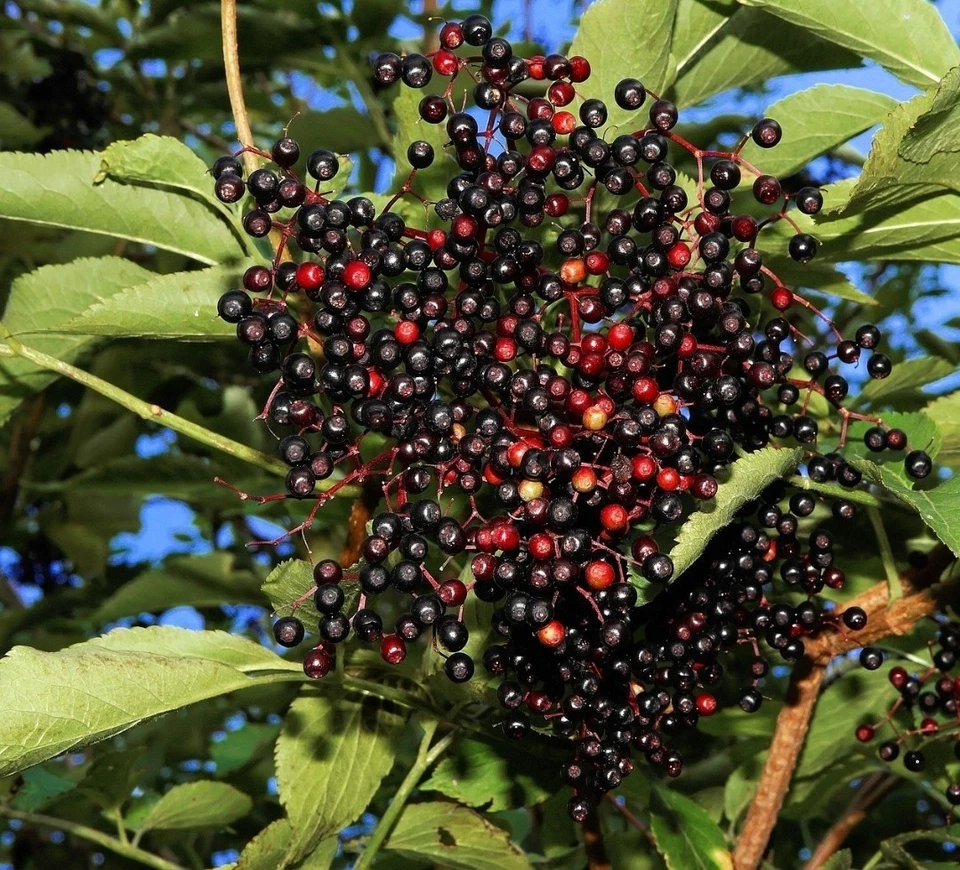 Elderberry Unrooted Cuttings – 10 Sambucus spp. Wild Type Cuttings for Propagation and Garden Growing