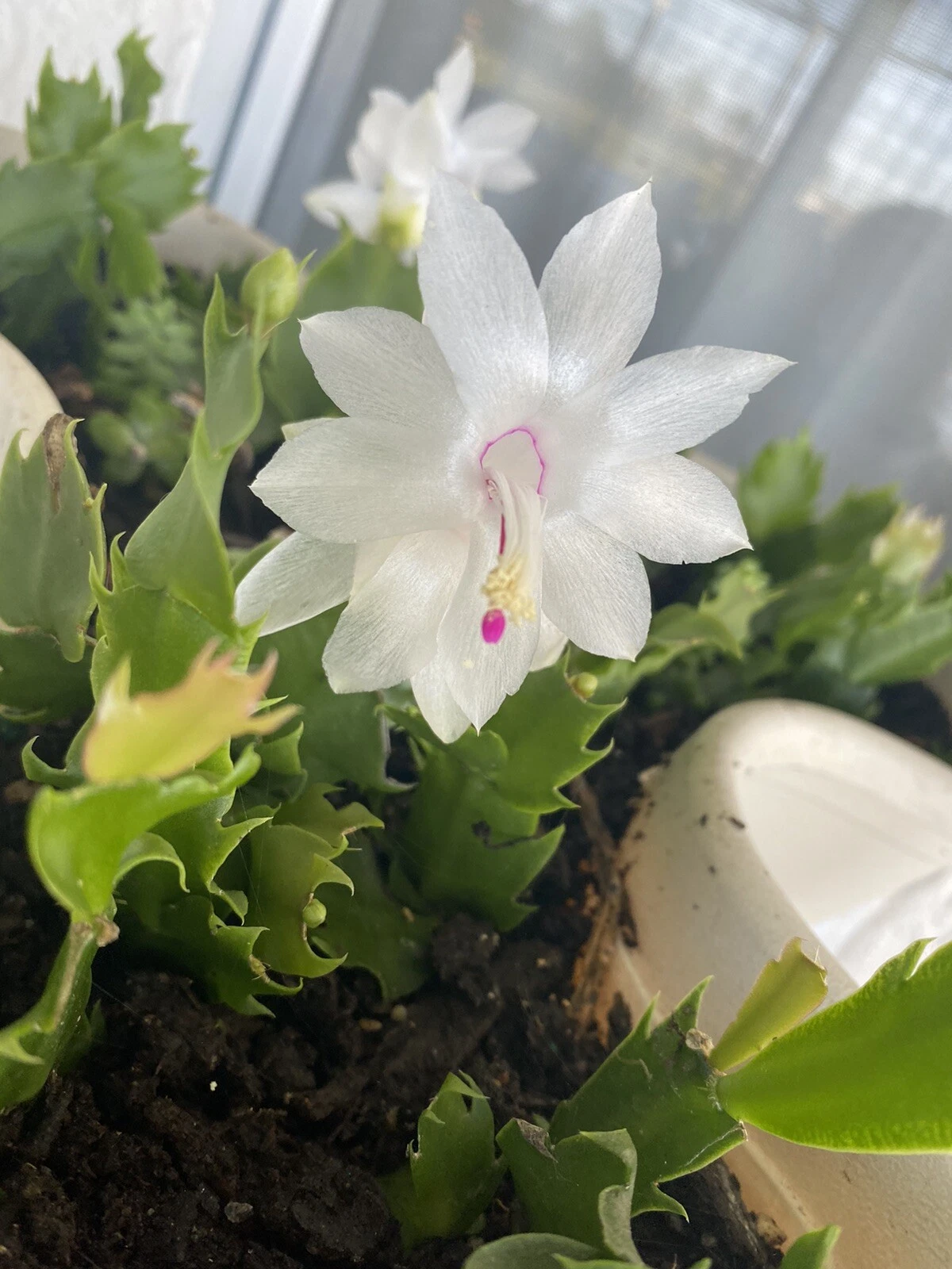 5 White Christmas Cactus Cuttings – 4–5" Schlumbergera Stems, Unrooted Holiday Cactus Starter Plants