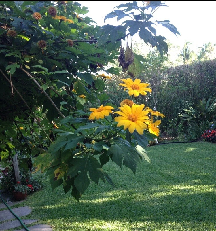 Mexican Sunflower Cuttings – 12 Tithonia Diversifolia Unrooted Perennial Cuttings for Planting