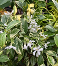 Variegated Confederate Jasmine – Trachelospermum jasminoides Rooted Starter Plant, Hardy Evergreen Vine with Cream Edges