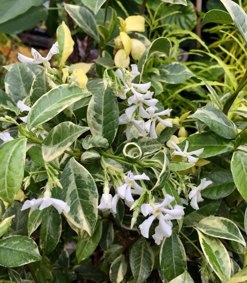 Variegated Confederate Jasmine – Trachelospermum jasminoides Rooted Starter Plant, Hardy Evergreen Vine with Cream Edges