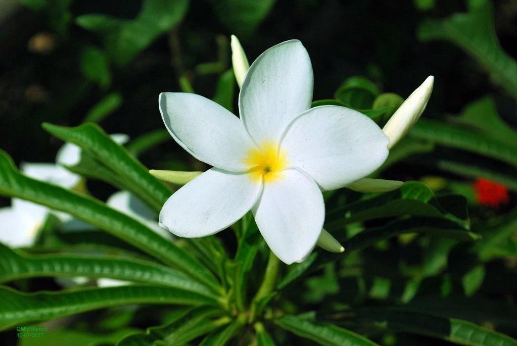 Plumeria Pudica Rooted Cutting – 15–20 Inch Live Plant – Tropical Evergreen Frangipani Tree