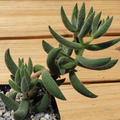 Crassula mesembryanthemoides ‘Hispida’ – Live Succulent in 2" Pot | Frosty Textured Cactus-Like Plant