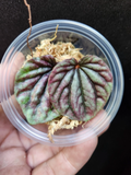 Red Ripple Peperomia Caperata Leaf Cutting in Propagation Cup, Live Houseplant Cutting for Indoor Growing
