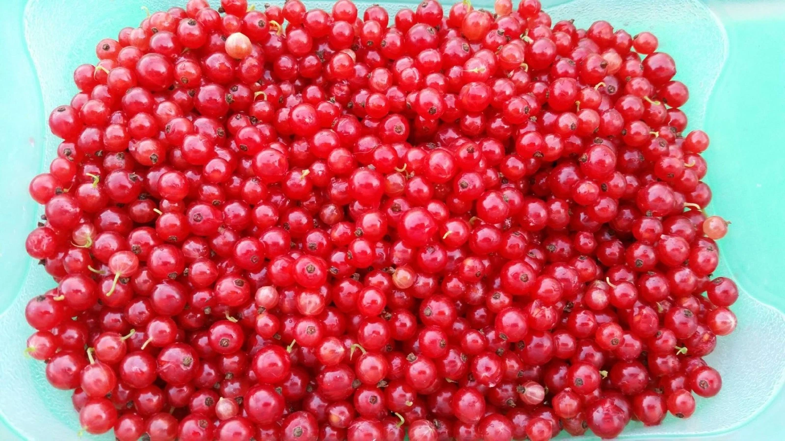 Red Lake Currant Live Cuttings – 10 Fresh Ribes rubrum Sticks for Rooting, Red Currant Shrub Propagation