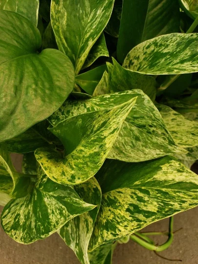 Marble Queen Pothos Vine Live Plant – Variegated Devil’s Ivy Houseplant for Indoor Growing
