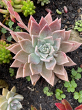Graptopetalum Paraguayense Blue Haze – One Bare Root Succulent Plant – Ghost Plant Starter