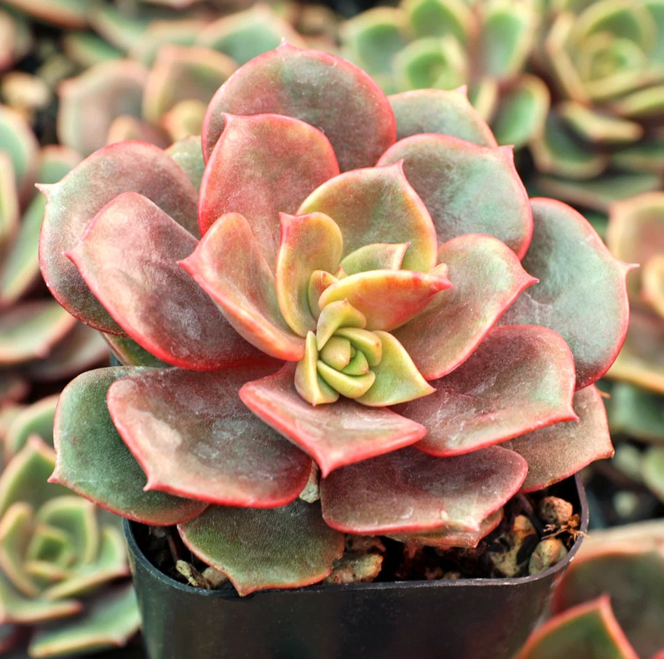 Echeveria Vampire Red Ball Succulent Live Plant – 2 Inch Potted Red Echeveria for Indoor Outdoor Growing