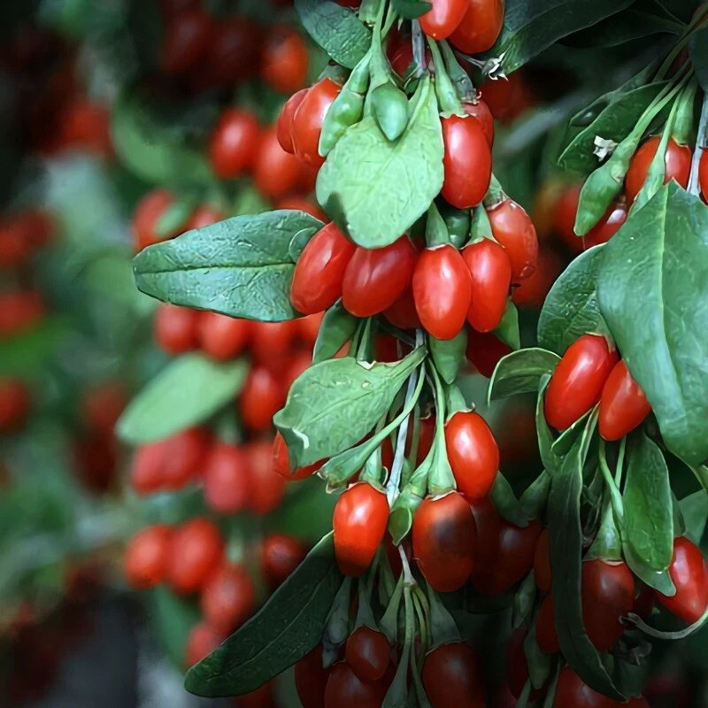 Organic Goji Berry Cuttings – 20 Fresh Unrooted Cuttings From Mature Plants for Rooting and Growing