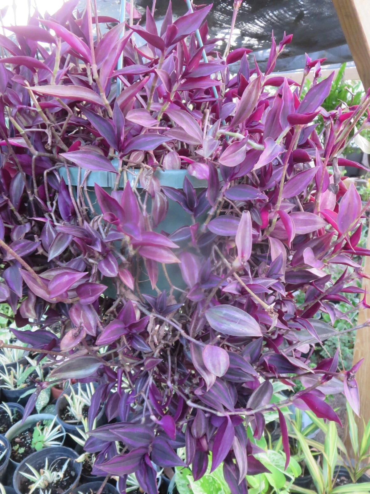 Tradescantia zebrina Cuttings – Dark Burgundy Wandering Jew Plant, 20 Unrooted Stems for Propagation