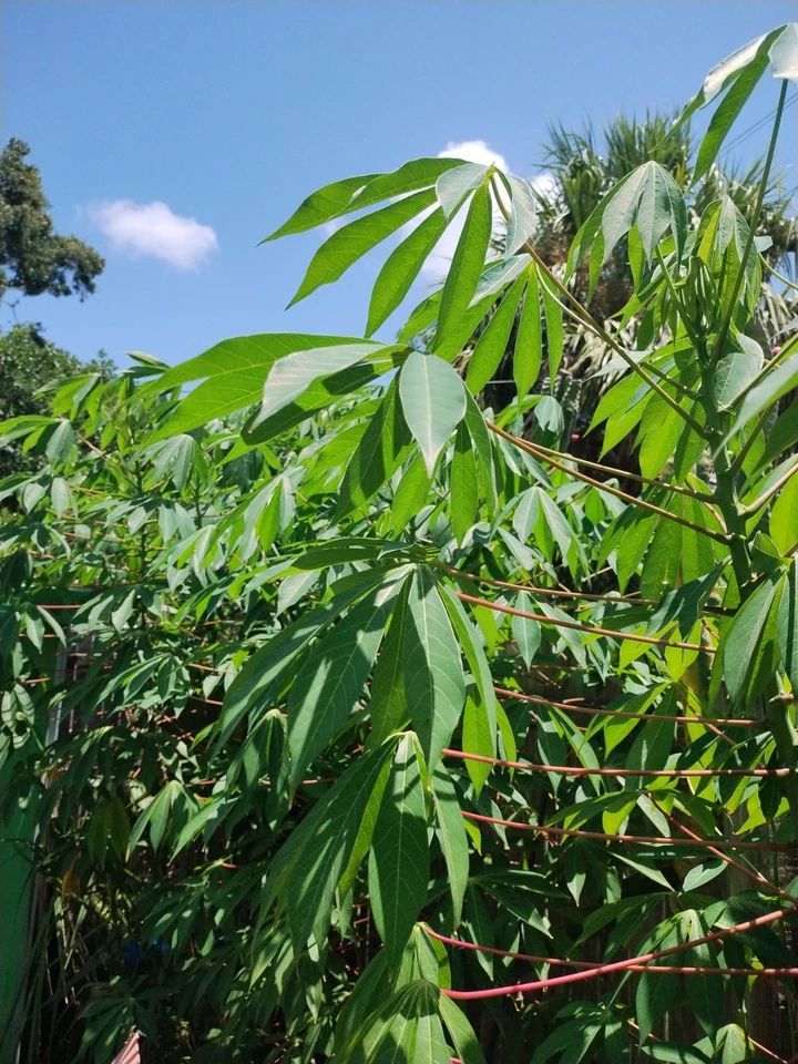 Red Cassava Cuttings – 15 Live Manihot Esculenta Cuttings, 5-8 Inch Yuca Stems for Planting