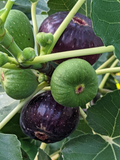 Black Mission Fig Tree Cuttings for Planting – 10 Unrooted Ficus carica Cuttings for Grafting or Rooting