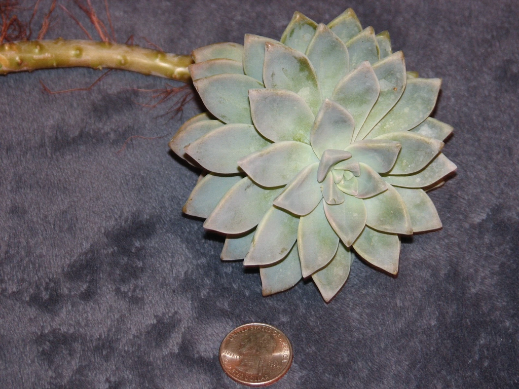 Graptopetalum Ghost Plant Succulent Cutting – Live Unrooted Plant Starter
