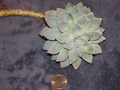 Graptopetalum Ghost Plant Succulent Cutting – Live Unrooted Plant Starter