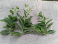 Sedum Autumn Joy Cuttings – 3 Fresh No-Root Cuttings for Easy Growing Perennial Succulent