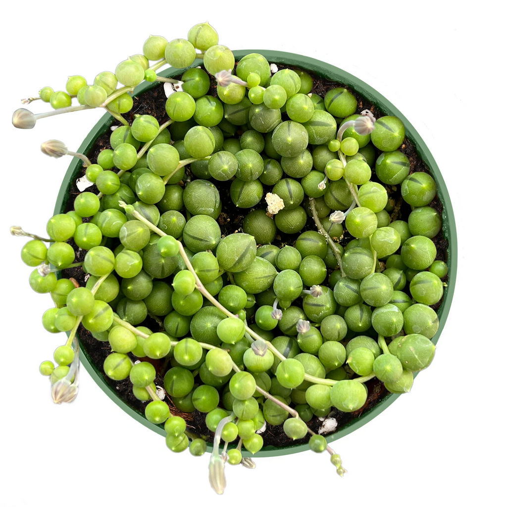String of Pearls Plant – Fully Rooted Senecio rowleyanus in 4in Pot, Trailing Succulent for Indoor Decor