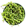 String of Pearls Plant – Fully Rooted Senecio rowleyanus in 4in Pot, Trailing Succulent for Indoor Decor