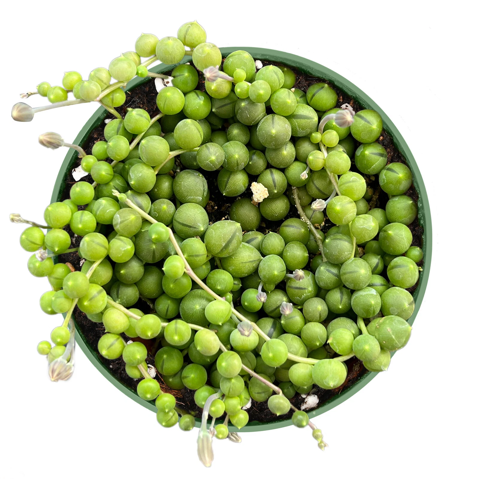 String of Pearls Plant – Fully Rooted Senecio rowleyanus in 4in Pot, Trailing Succulent for Indoor Decor