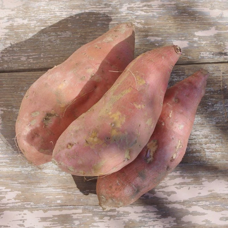 Beauregard Sweet Potato Slips – 10 Organic Orange Flesh Plants – Live Starter Slips for Planting