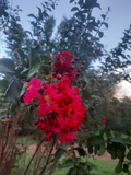 Dynamite Red Crepe Myrtle Cuttings – 10 Unrooted Lagerstroemia indica Stems for Planting, Free Shipping