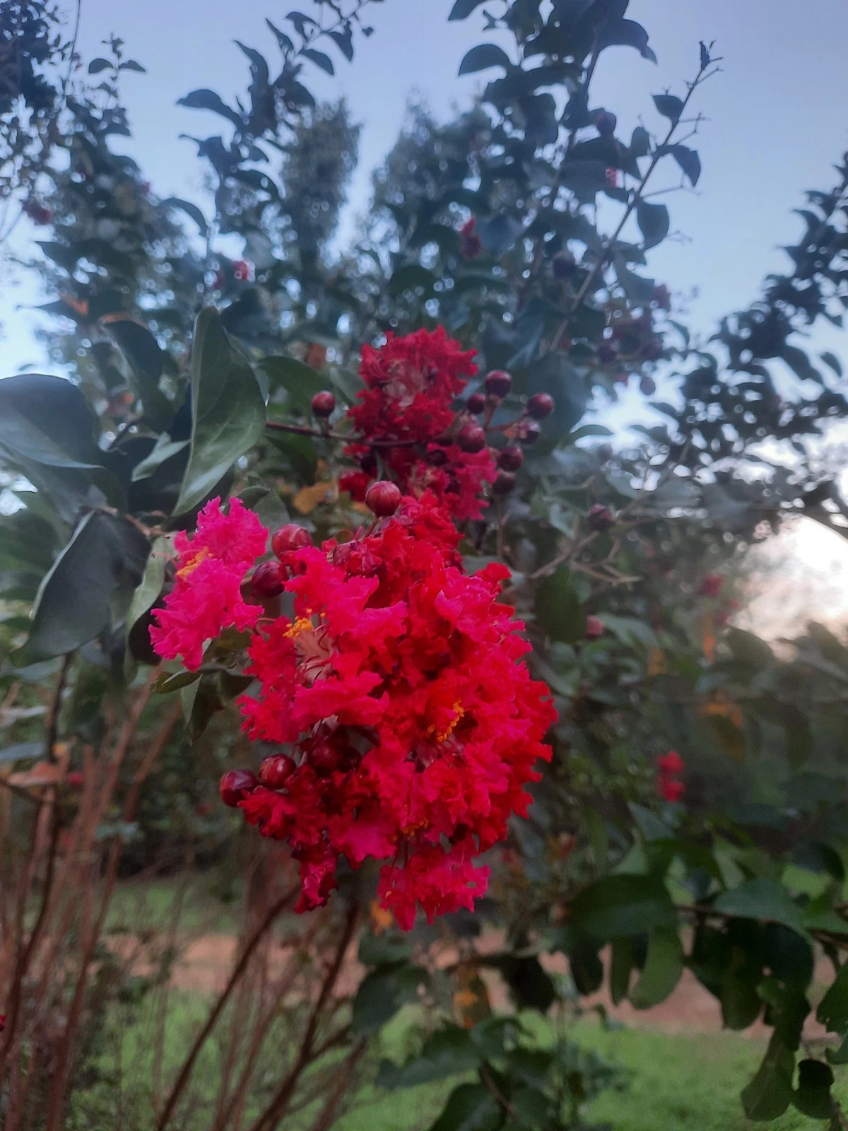 Dynamite Red Crepe Myrtle Cuttings – 10 Unrooted Lagerstroemia indica Stems for Planting, Free Shipping
