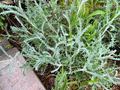 White Santolina Cuttings – 4 Pack, Silver Foliage Shrub Starts, Fragrant Small Hedge Plant for Borders & Drought-Tolerant Gardens