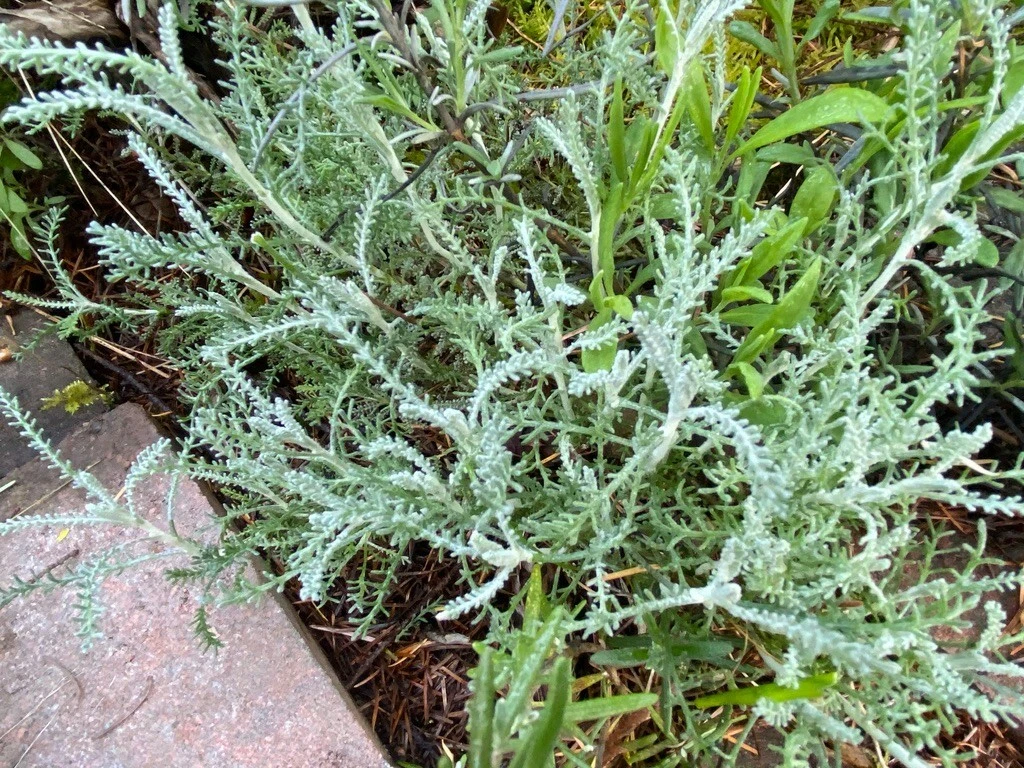 White Santolina Cuttings – 4 Pack, Silver Foliage Shrub Starts, Fragrant Small Hedge Plant for Borders & Drought-Tolerant Gardens