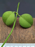 Dischidia ‘Geri’ Cutting – One Fresh Stem Cutting – Easy Trailing Houseplant for Hanging Pots & Indoor Growing