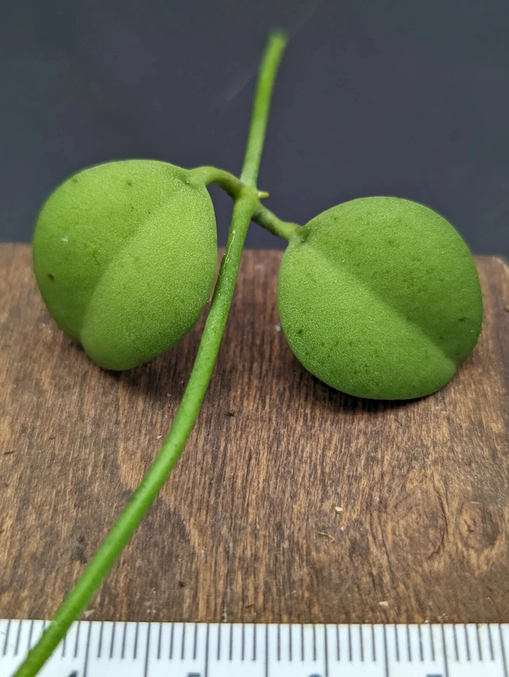 Dischidia ‘Geri’ Cutting – One Fresh Stem Cutting – Easy Trailing Houseplant for Hanging Pots & Indoor Growing