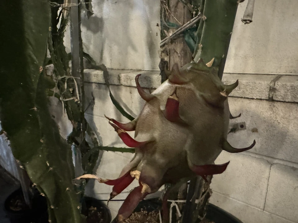 Dragon Fruit Cuttings – 4 Fresh 8–12in Hylocereus Stems for Rooting, Live Starter Cactus for Propagation