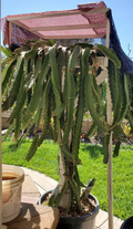 Robles Red Dragon Fruit – 1 Rooted Cutting 8–10 Inches – Live Pitaya Hylocereus Starter Plant