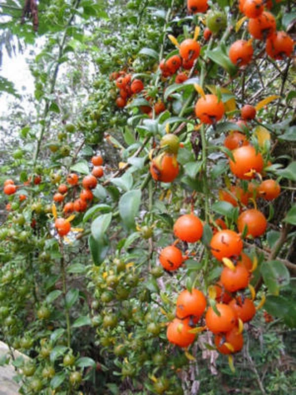 Pereskia aculeata Plant – Live Leaf Cactus Vine Climber in 4 Inch Pot, Barbados Gooseberry Cactus