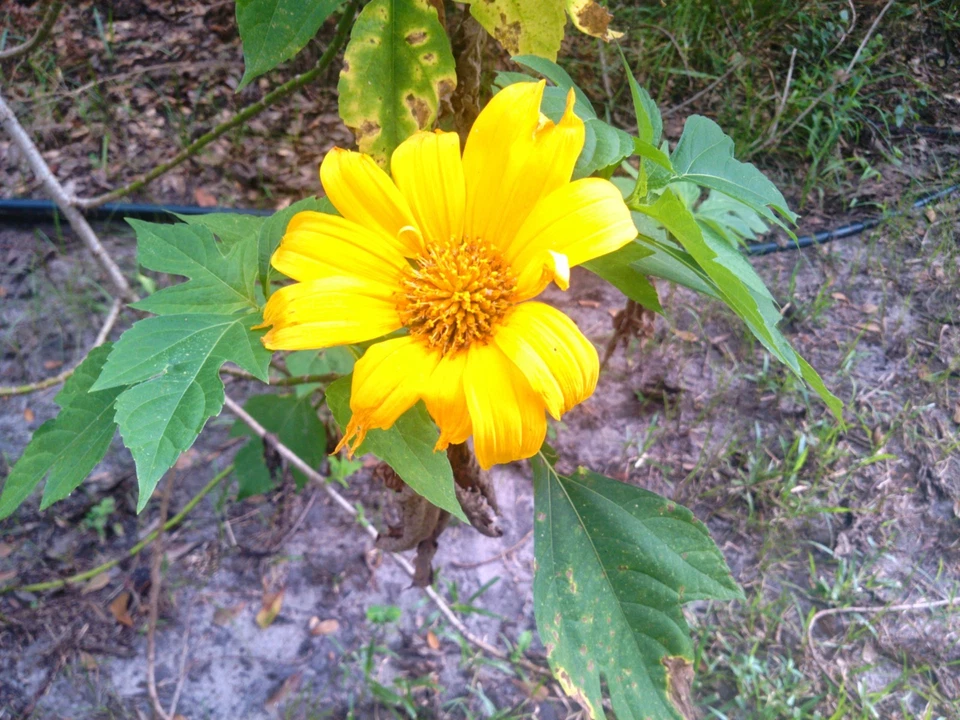 Mexican Tree Sunflower – 5 Tithonia diversifolia Cuttings, Fast-Growing Hardy Shrub for Pollinator Gardens and Homestead Landscaping