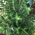 Mini Pine Tree Succulent Cuttings – Set of 4 Crassula tetragona Bonsai-Style Starter Stems for Pots & Indoor Growing
