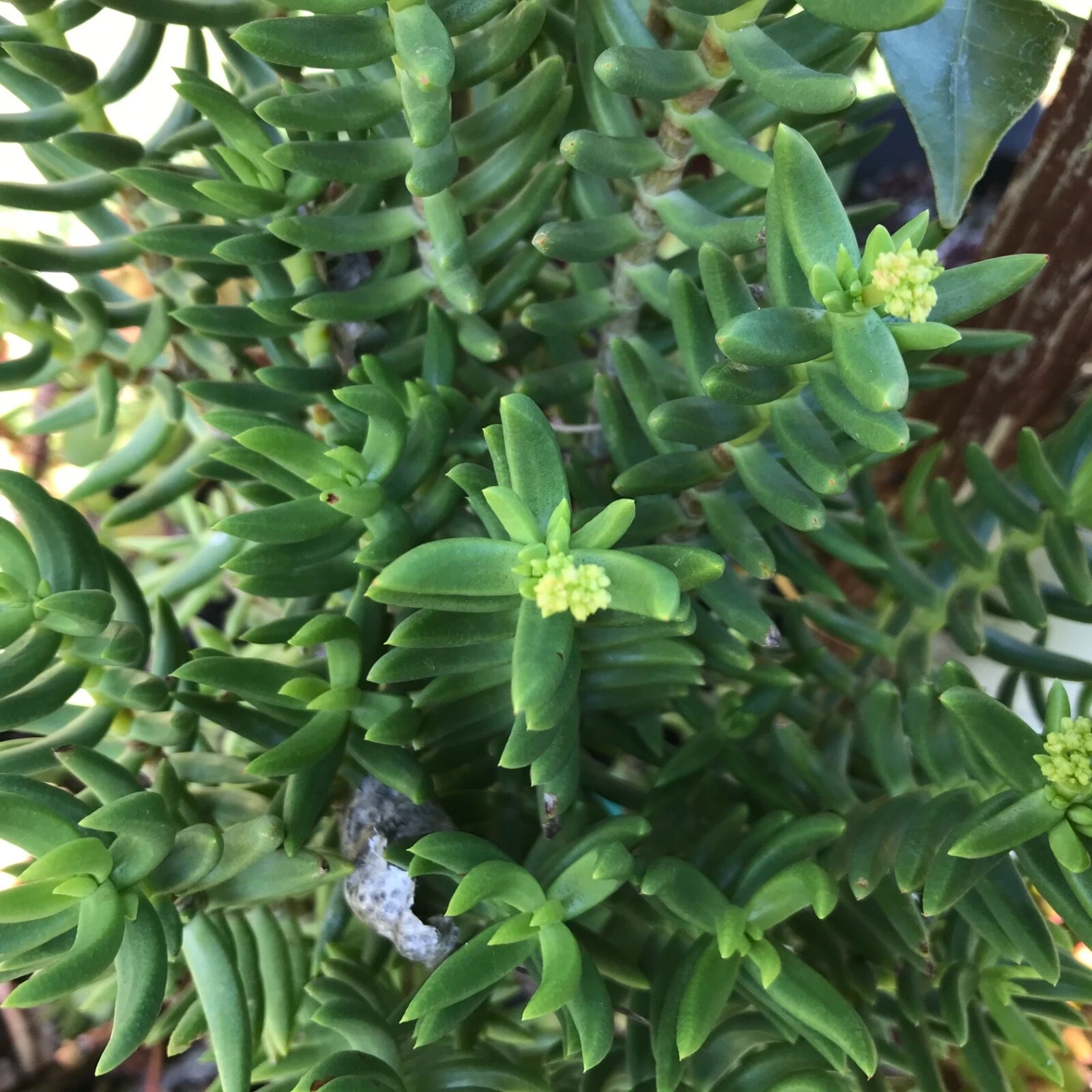 Mini Pine Tree Succulent Cuttings – Set of 4 Crassula tetragona Bonsai-Style Starter Stems for Pots & Indoor Growing