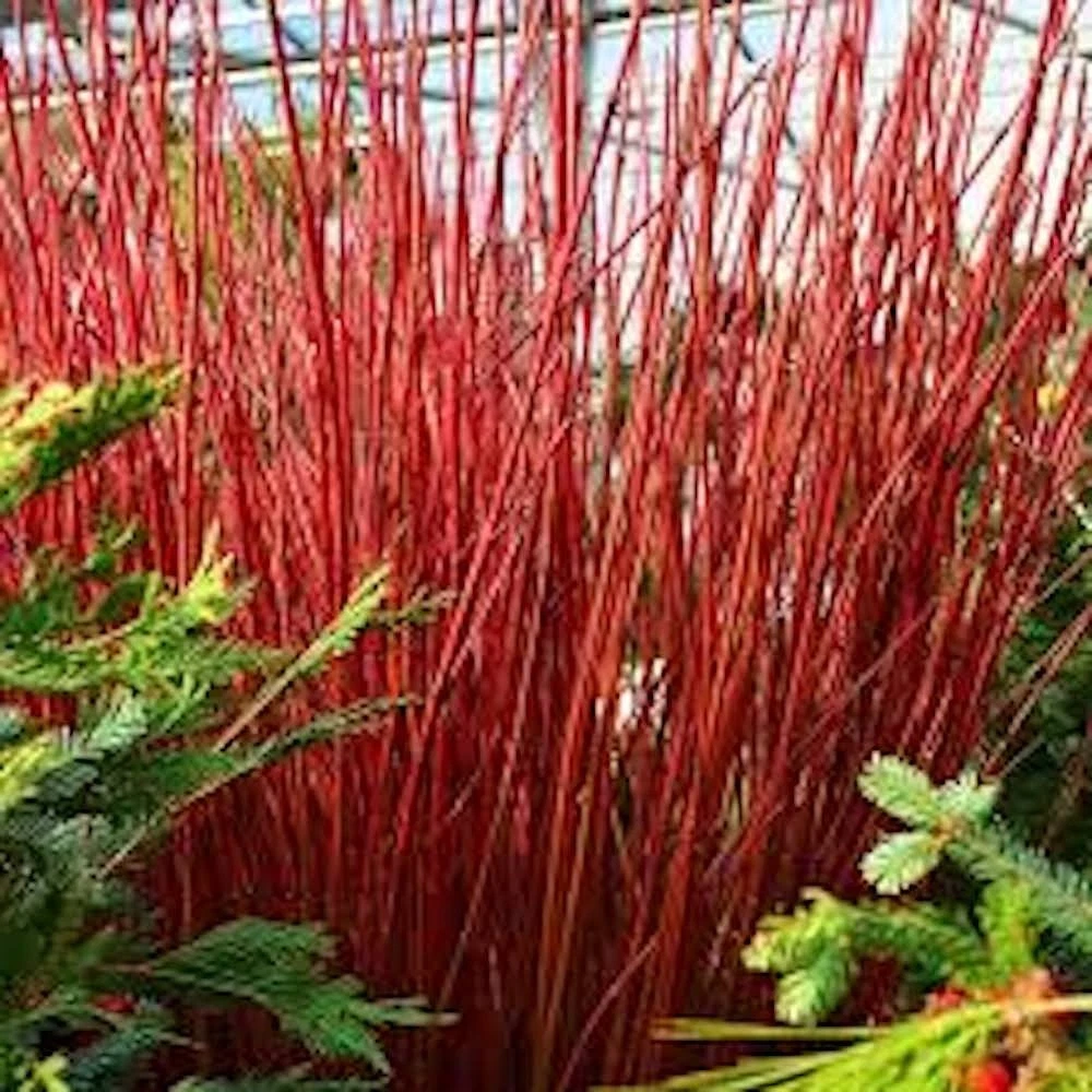 Red Twig Dogwood Live Shrub – Cornus sericea 12–24 Inch Tall Landscape Coral Dogwood Starter Plant