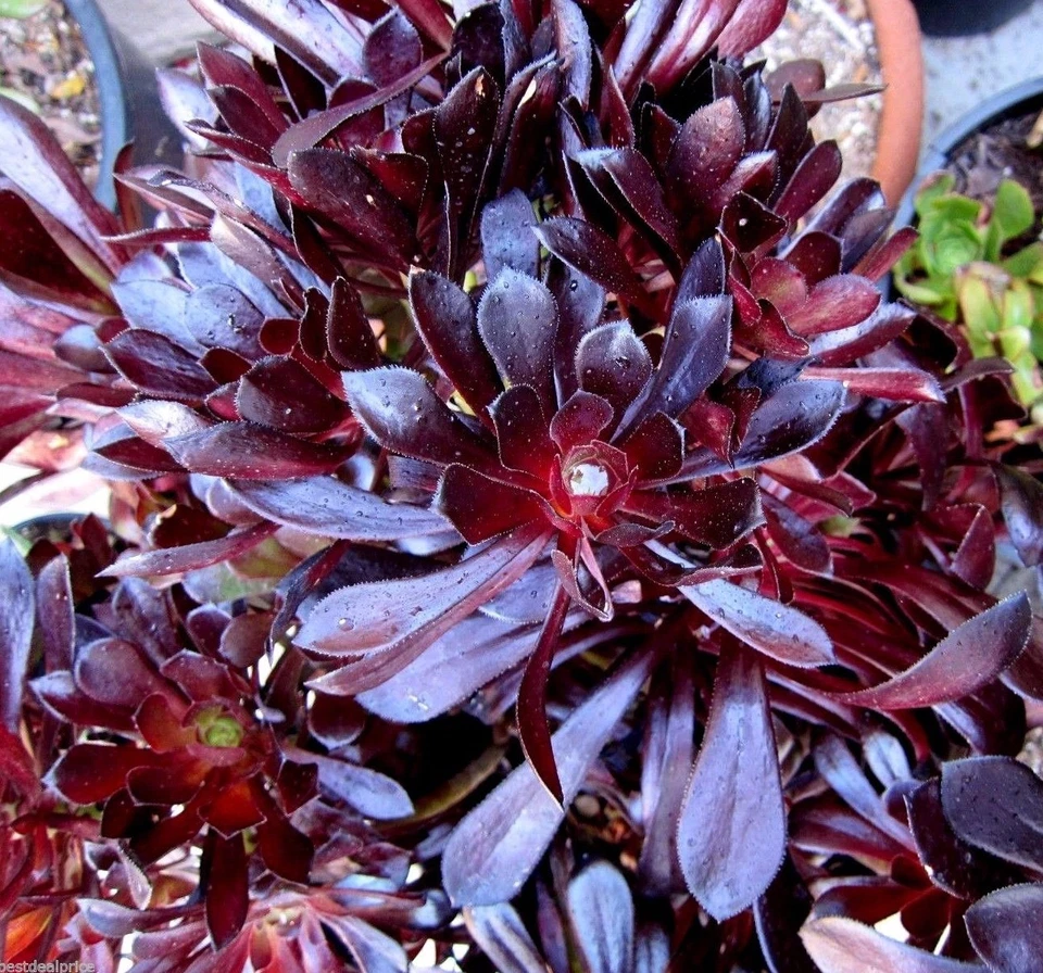 Black Rose Aeonium Succulent Cuttings – 2 Unrooted Rosettes – Aeonium arboreum Zwartkop