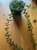Hoya Engleriana Cutting – 4 Node Stem for Rooting, Rare Compact Hoya Variety