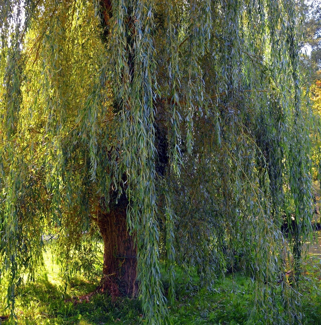 White Willow Cuttings – 20 Live Hardwood Willow Cuttings 6–10 Inch for Planting, Salix Alba