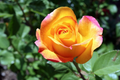 Gold Medal Rose Cuttings – 3 Unrooted Pieces – Hybrid Tea Rose for Rooting or Grafting