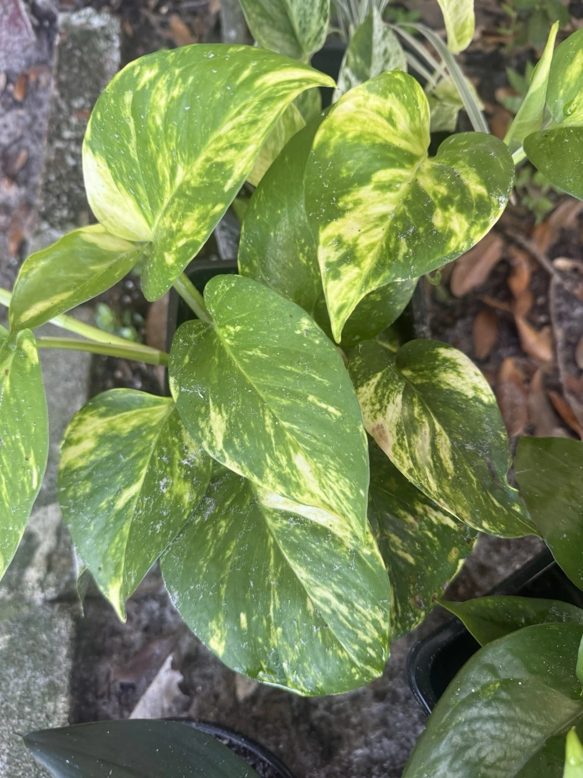 Golden Pothos – 4 Fresh Rooted Cuttings – Epipremnum aureum Starter Vines for Indoor Growing