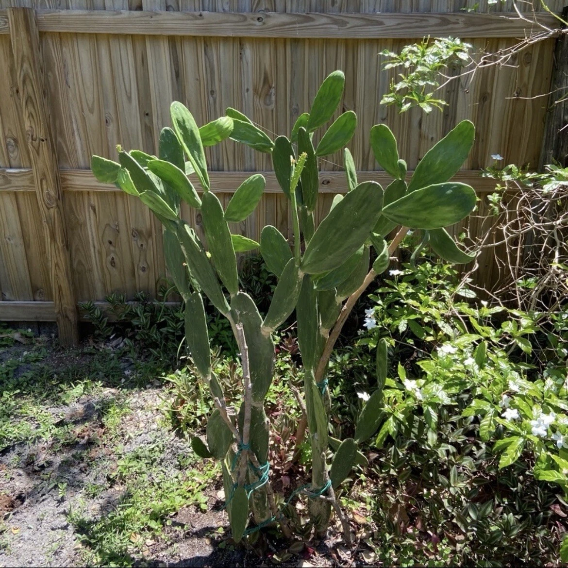 Dragon Fruit & Prickly Pear Cactus Cuttings – Lot of 2 Unrooted Green Plant Starts for Propagation