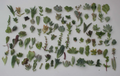 100 Succulent Cuttings Mix – JIIMZ Collection with 25 Varieties, Fresh Assorted Live Cuttings for Propagation & Craft Projects