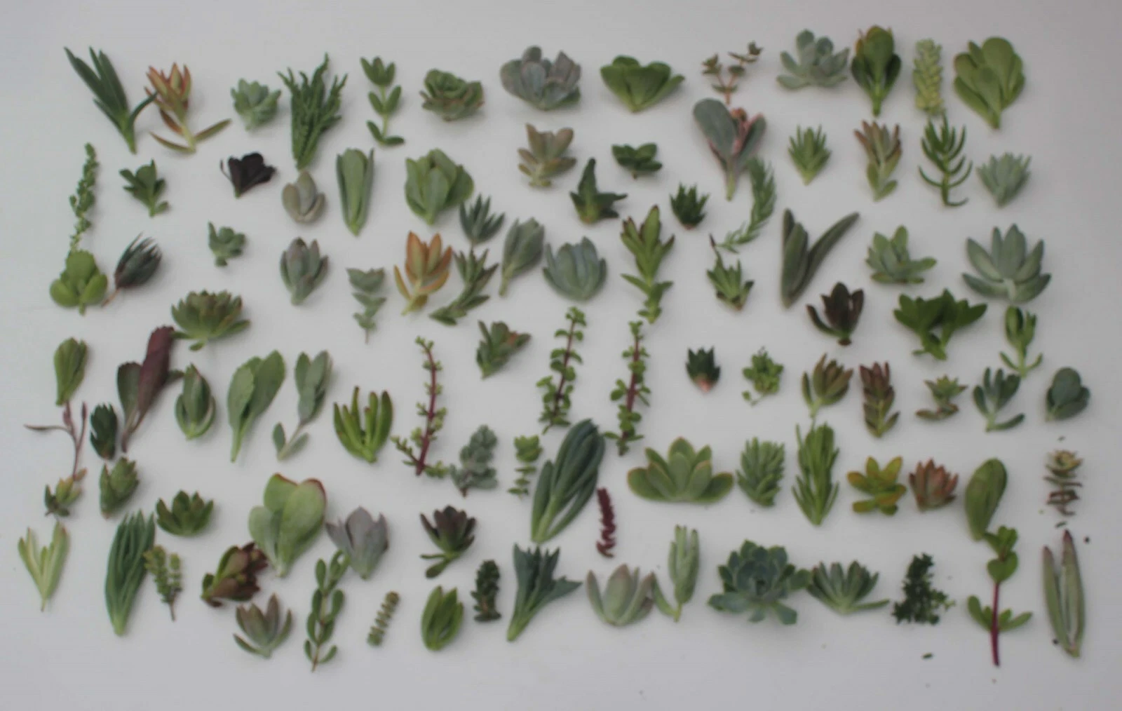 100 Succulent Cuttings Mix – JIIMZ Collection with 25 Varieties, Fresh Assorted Live Cuttings for Propagation & Craft Projects