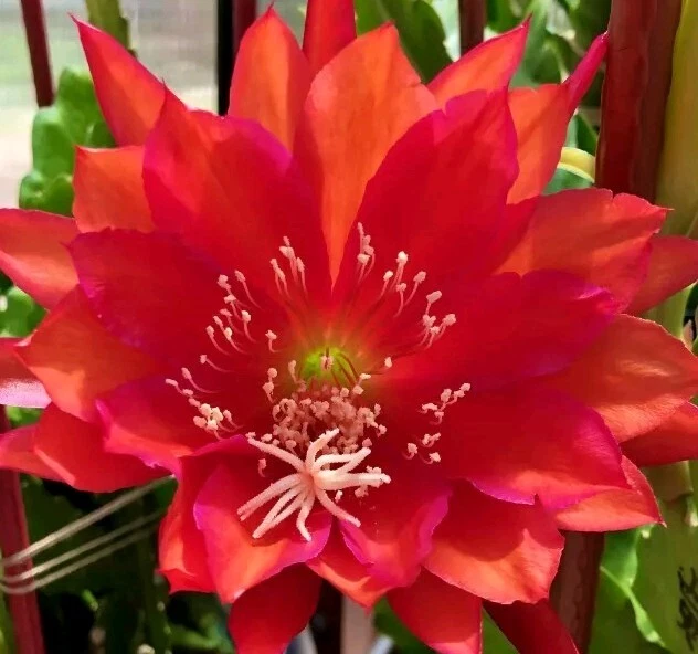 German Empress Epiphyllum Cutting – Rare Red Orchid Cactus 6+ Inch Live Stem for Rooting
